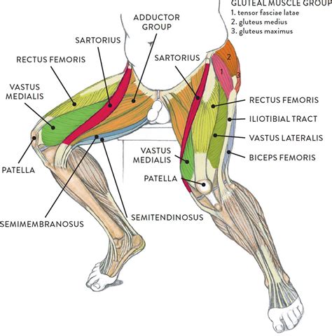 thighs images|picture of inner thigh.